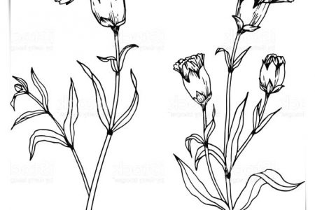 140 dibujos de flores para Colorear - Dibujo imágenes - Colorear petalos de flores a4 Colorear petalos de flores a4
