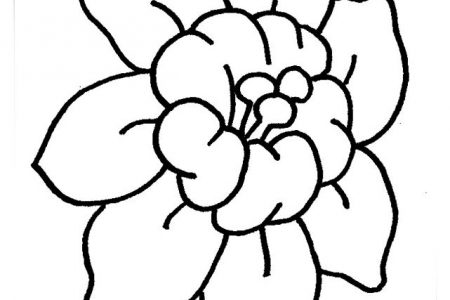 Dibujos de flores de 5 petalos a4