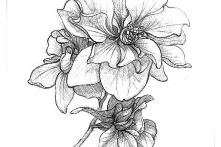 140 dibujos de flores para Colorear - Dibujo imágenes - Dibujos de flores de 5 petalos para colorear a4 Dibujos de flores de 5 petalos para colorear a4