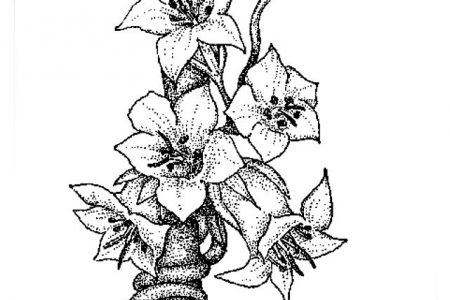140 dibujos de flores para Colorear - Dibujo imágenes - Dibujos de flores de cempasúchil a4 Dibujos de flores de cempasúchil a4