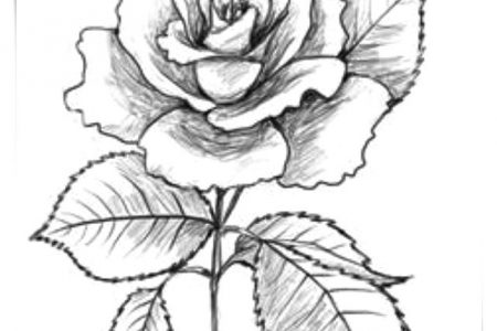 140 dibujos de flores para Colorear - Dibujo imágenes - Dibujos de flores de colores infantiles a4 Dibujos de flores de colores infantiles a4