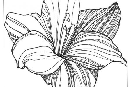 Dibujos de flores de girasol a4