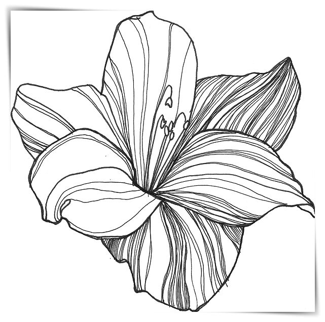 Dibujos de flores de girasol a4