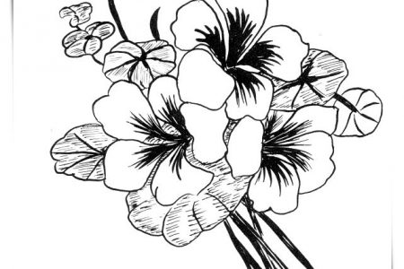 140 dibujos de flores para Colorear - Dibujo imágenes - Dibujos de flores de muchos petalos a4 Dibujos de flores de muchos petalos a4