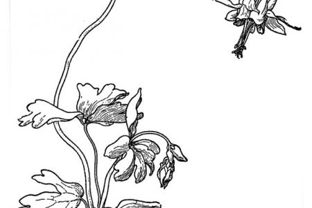 140 dibujos de flores para Colorear - Dibujo imágenes - Dibujos de flores de nochebuena para imprimir a4 Dibujos de flores de nochebuena para imprimir a4
