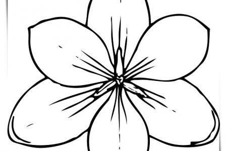 Dibujos de flores de seis petalos a4
