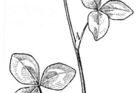 140 dibujos de flores para Colorear - Dibujo imágenes - Dibujos de flores que se mueven a4 Dibujos de flores que se mueven a4