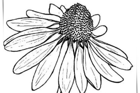 140 dibujos de flores para Colorear - Dibujo imágenes - Dibujos de flores y sus nombres a4 Dibujos de flores y sus nombres a4