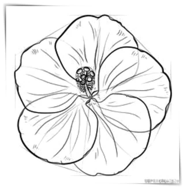 Dibujos flores gratis a4 - Dibujo imágenes - Dibujos flores gratis a4 Dibujos flores gratis a4