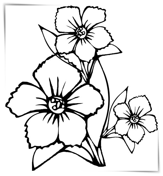 Desenho de Flor de narciso para colorir Tudodesenhos