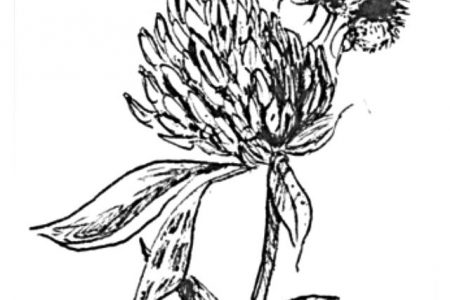 140 dibujos de flores para Colorear - Dibujo imágenes - Dibujos flores para uñas a4 Dibujos flores para uñas a4