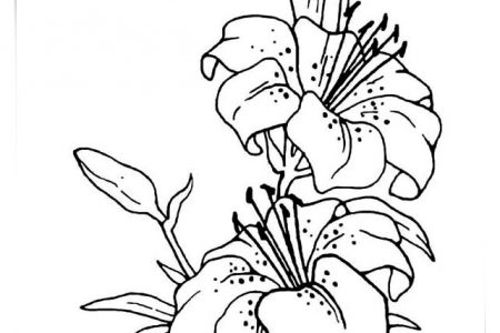 Dibujos para colorear flores bonitas a4