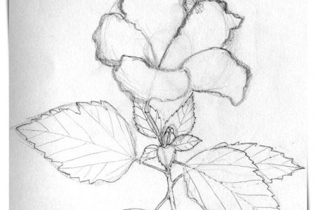 Flores indus dibujos a4