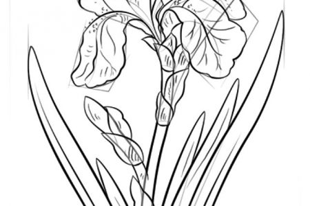 140 dibujos de flores para Colorear - Dibujo imágenes - Juegos de colorear flores para niños a4 Juegos de colorear flores para niños a4