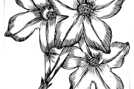 140 dibujos de flores para Colorear - Dibujo imágenes - Mariposas y flores dibujos a4 Mariposas y flores dibujos a4