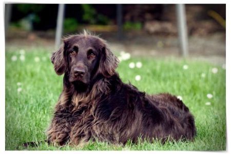 animal de perro mascota alemán longhaired puntero