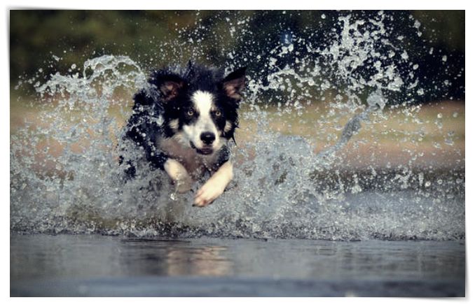 border collie jump water británico sheepdog