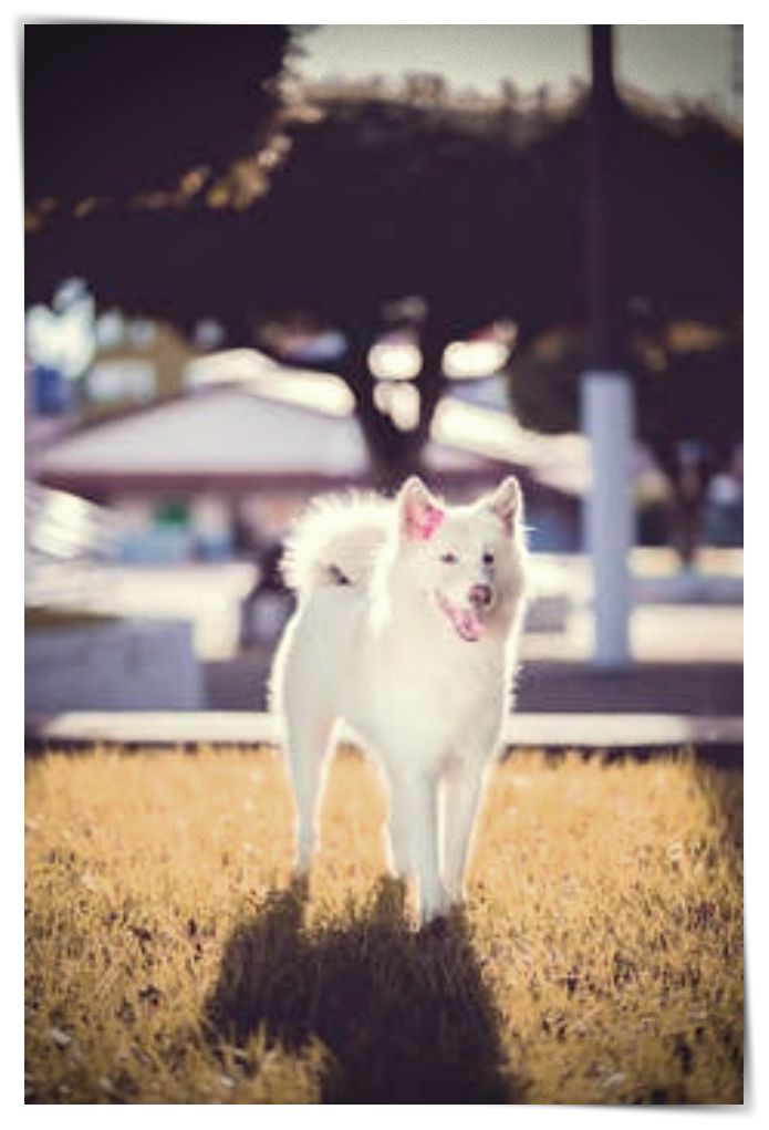 concurso fotos de perros 2014