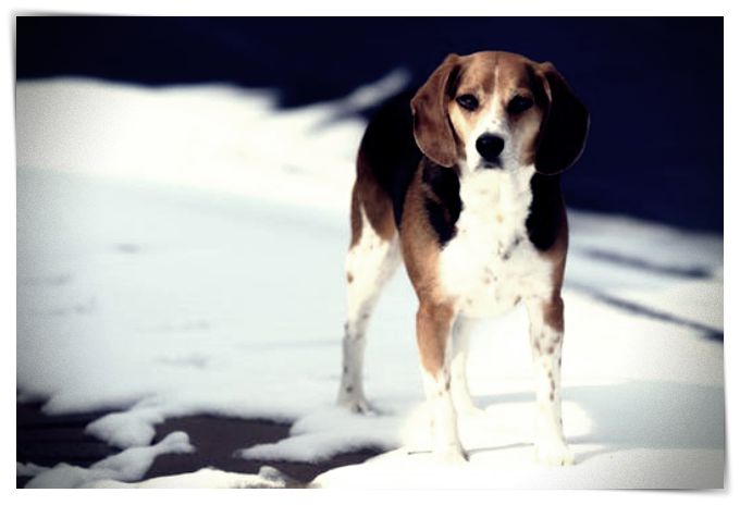 fotos de perros en la nieve