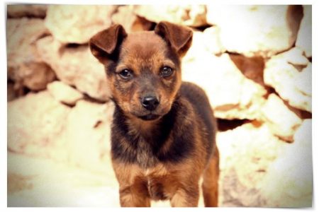 fotos de perros husky siberiano