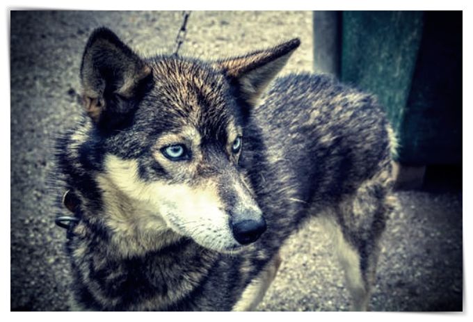 fotos de perros japoneses - Dibujo imágenes - fotos de perros japoneses fotos de perros japoneses
