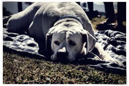 fotos de perros labradores de 1 mes