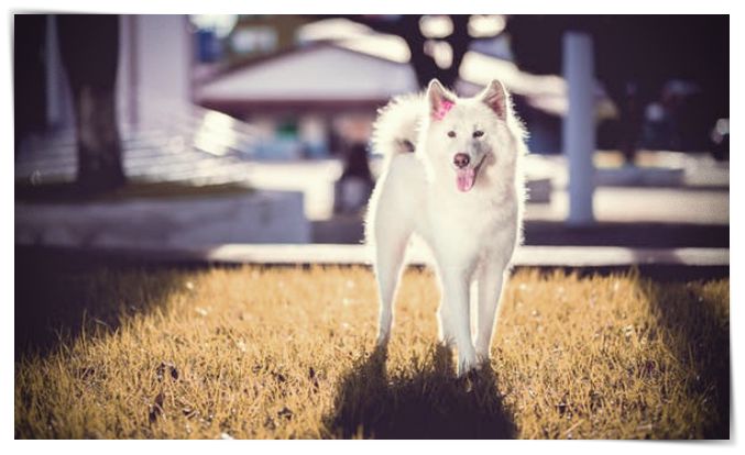 fotos de perros pitbull 2015