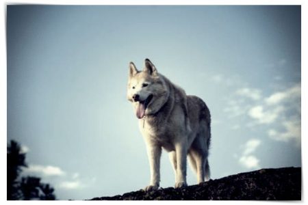fotos de perros wolfdog