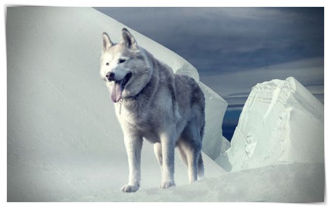 fotos de perros xxl - Dibujo imágenes - fotos de perros fotos de perros xxl