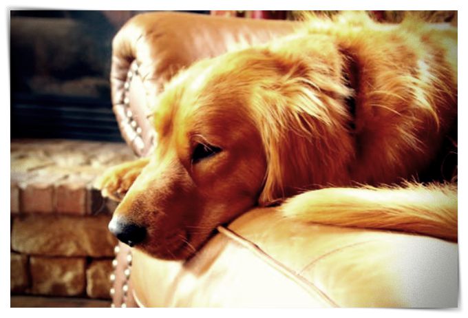 fotos de perros zaguates - Dibujo imágenes - fotos de perros zaguates fotos de perros zaguates