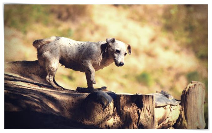 fotos de perros - Dibujo imágenes - fotos de perros fotos de perros