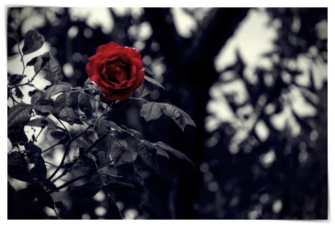 fotos e imagenes de rosas y corazones