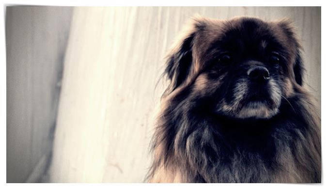 hashtag para fotos de perros - Dibujo imágenes - hashtag para fotos de perros hashtag para fotos de perros