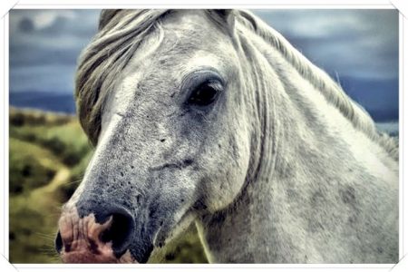 imagenes de caballos a blanco y negro
