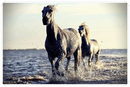imagenes de caballos bayos