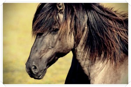 imagenes de caballos bonitos para descargar