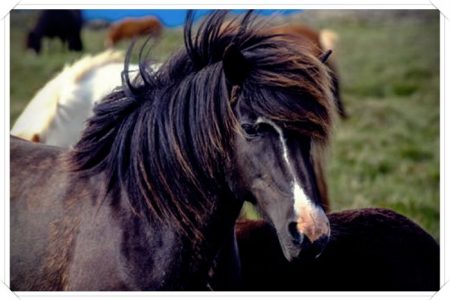 imagenes de caballos hechos a lapiz