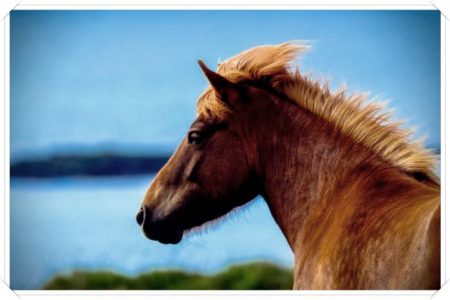 imagenes de caballos hermosas