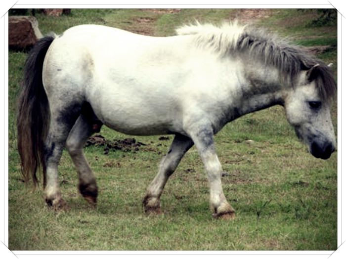 imagenes de caballos mustang