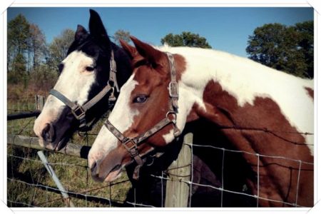 imagenes de caballos para colorear e imprimir