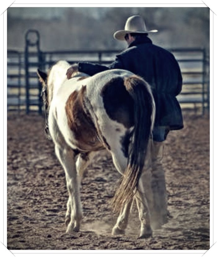 imagenes de caballos para descargar - Dibujo imágenes - imagenes de caballos para descargar imagenes de caballos para descargar