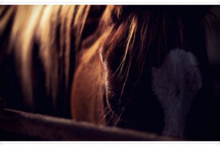 imagenes de caballos que brillan