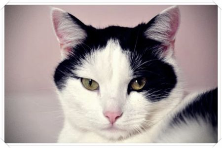 imagenes de gatos blanco y negro
