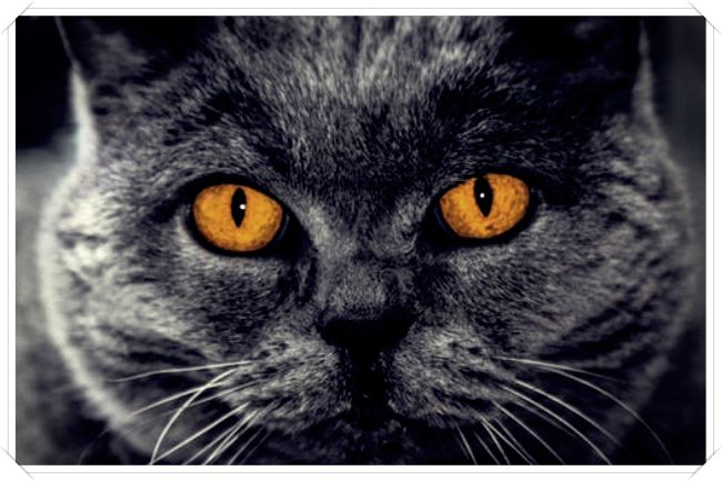 imagenes de gatos en el cielo - Dibujo imágenes - imagenes de gatos en el cielo imagenes de gatos en el cielo