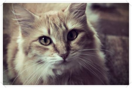imagenes de gatos hermosos y tiernos