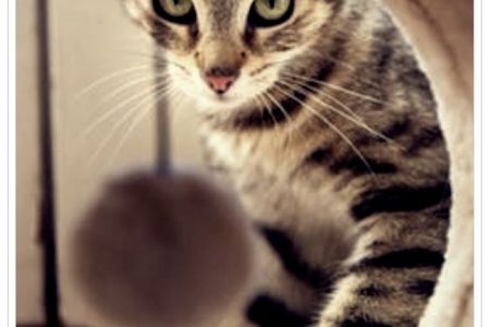 imagenes de gatos inteligentes