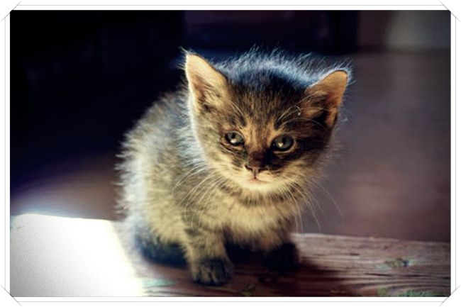 imagenes de gatos ojos azules