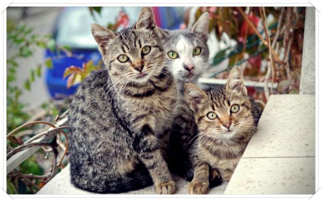 imagenes de gatos png - Dibujo imágenes - imagenes de gatos png imagenes de gatos png
