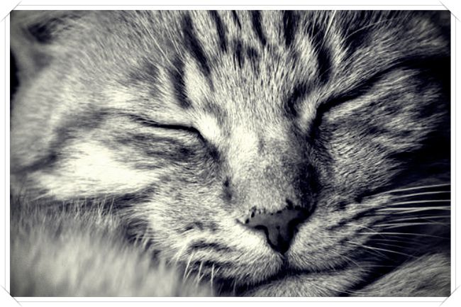 imagenes de in gato - Dibujo imágenes - imagenes de in gato imagenes de in gato