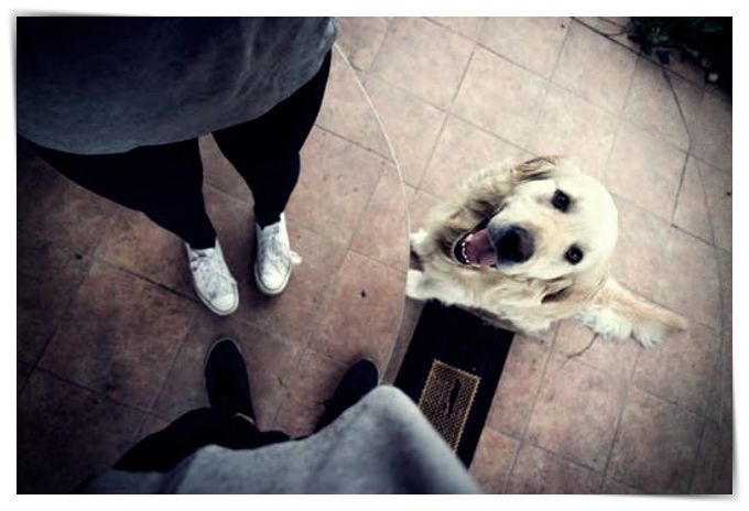 imagenes de perros enanos - Dibujo imágenes - imagenes de perros enanos imagenes de perros enanos